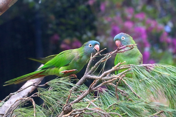 Tenerifes zooloģiskais dārzs «Loro Parque» vispirms slavējas ar papagaiļiem. Sadarbībā ar Tez Tour un airBaltic 330034