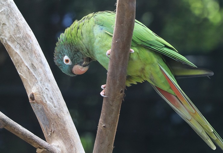 Tenerifes zooloģiskais dārzs «Loro Parque» vispirms slavējas ar papagaiļiem. Sadarbībā ar Tez Tour un airBaltic 330049