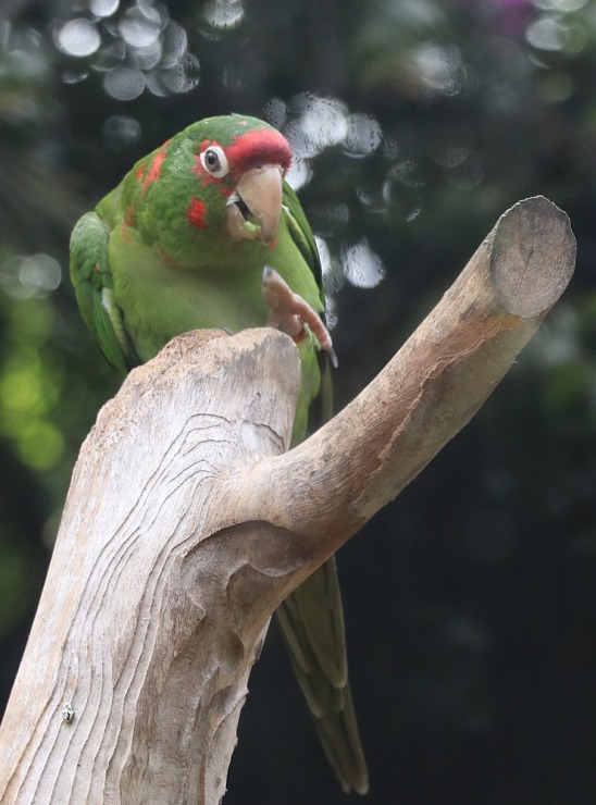 Tenerifes zooloģiskais dārzs «Loro Parque» vispirms slavējas ar papagaiļiem. Sadarbībā ar Tez Tour un airBaltic 330050