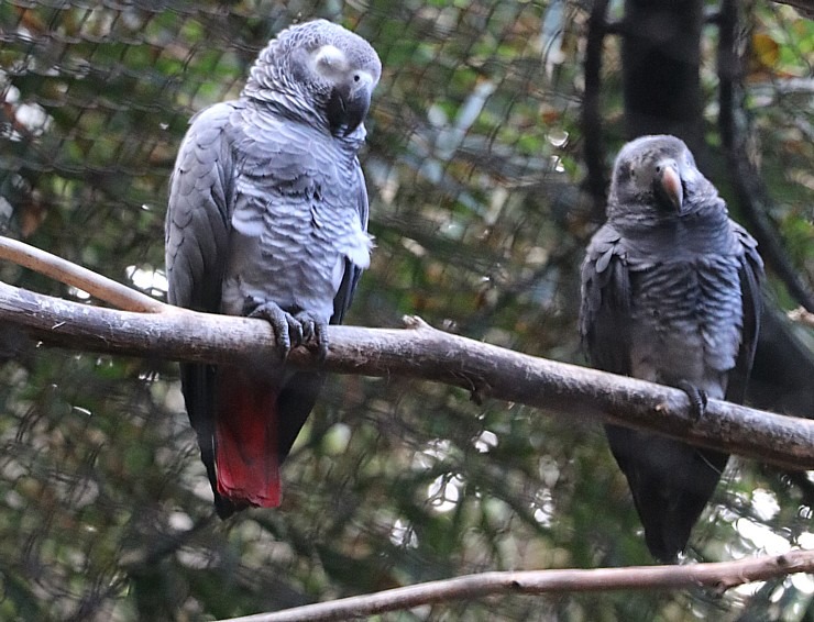 Tenerifes zooloģiskais dārzs «Loro Parque» vispirms slavējas ar papagaiļiem. Sadarbībā ar Tez Tour un airBaltic 330052