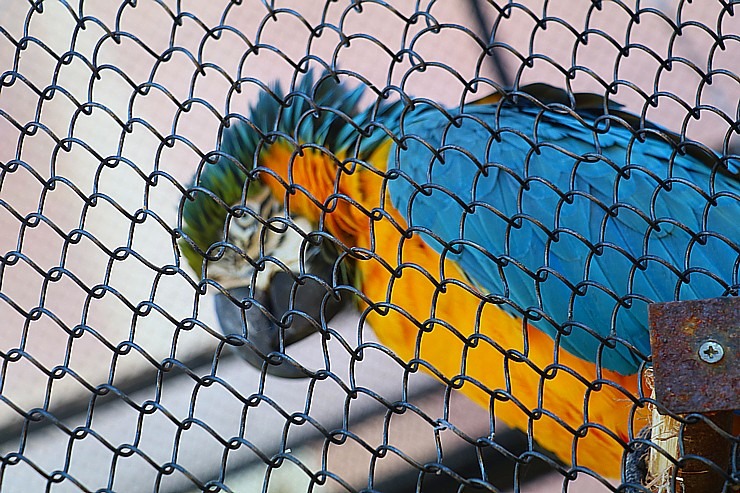 Tenerifes zooloģiskais dārzs «Loro Parque» vispirms slavējas ar papagaiļiem. Sadarbībā ar Tez Tour un airBaltic 330035