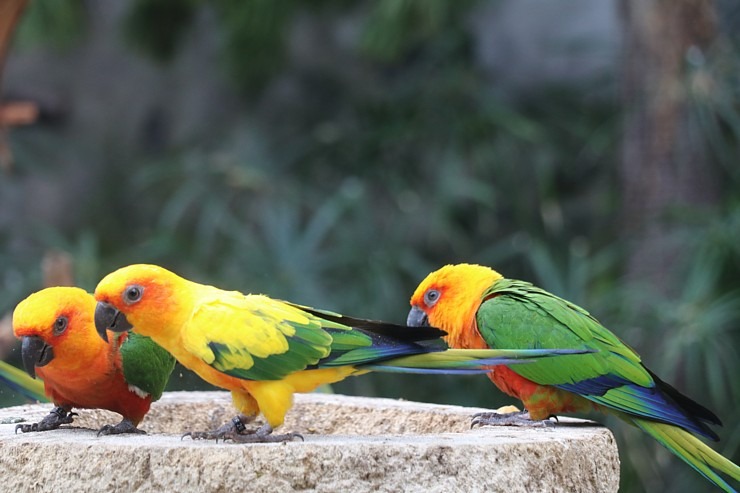 Tenerifes zooloģiskais dārzs «Loro Parque» vispirms slavējas ar papagaiļiem. Sadarbībā ar Tez Tour un airBaltic 330036