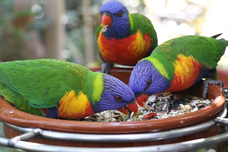 Tenerifes zooloģiskais dārzs «Loro Parque» vispirms slavējas ar papagaiļiem. Sadarbībā ar Tez Tour un airBaltic 330038
