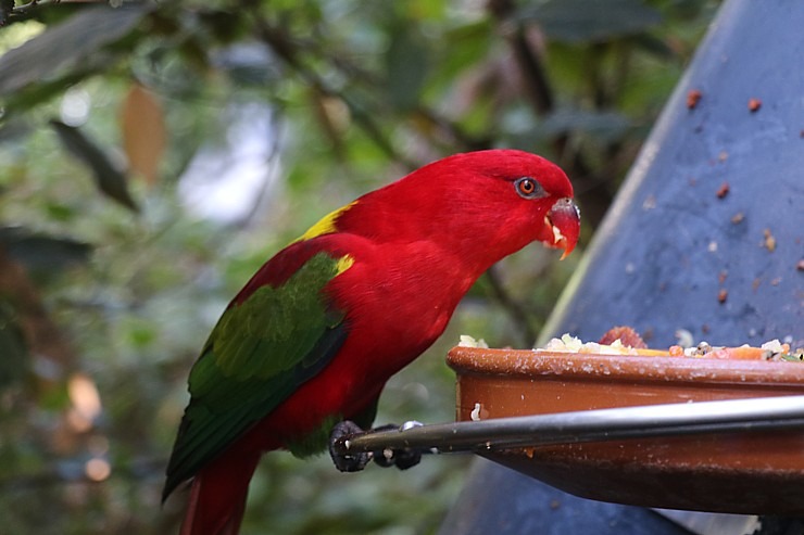 Tenerifes zooloģiskais dārzs «Loro Parque» vispirms slavējas ar papagaiļiem. Sadarbībā ar Tez Tour un airBaltic 330040
