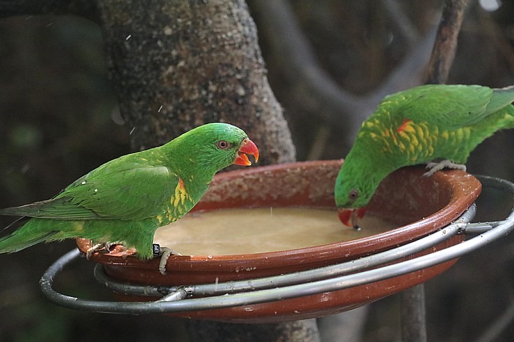 Tenerifes zooloģiskais dārzs «Loro Parque» vispirms slavējas ar papagaiļiem. Sadarbībā ar Tez Tour un airBaltic 330041