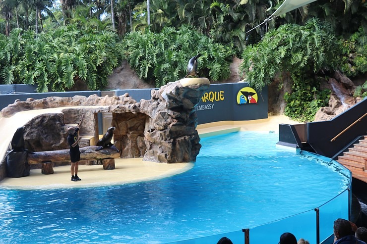 Travelnews.lv apmeklē roņu un zobenvaļu priekšnesumus Tenerifes zooloģiskajā dārzā «Loro Parque». Sadarbībā ar Tez Tour un airBaltic 330104