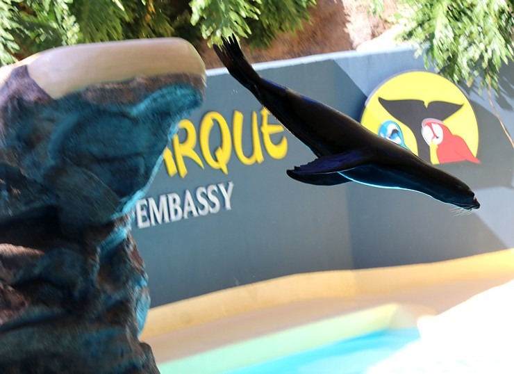 Travelnews.lv apmeklē roņu un zobenvaļu priekšnesumus Tenerifes zooloģiskajā dārzā «Loro Parque». Sadarbībā ar Tez Tour un airBaltic 330105