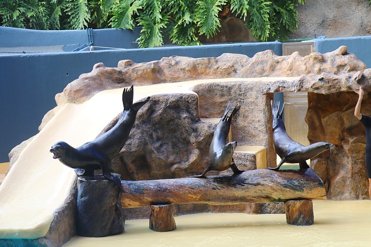 Travelnews.lv apmeklē roņu un zobenvaļu priekšnesumus Tenerifes zooloģiskajā dārzā «Loro Parque». Sadarbībā ar Tez Tour un airBaltic 330107
