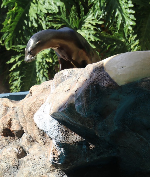 Travelnews.lv apmeklē roņu un zobenvaļu priekšnesumus Tenerifes zooloģiskajā dārzā «Loro Parque». Sadarbībā ar Tez Tour un airBaltic 330108