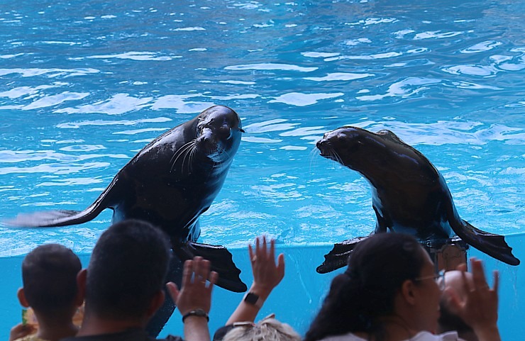 Travelnews.lv apmeklē roņu un zobenvaļu priekšnesumus Tenerifes zooloģiskajā dārzā «Loro Parque». Sadarbībā ar Tez Tour un airBaltic 330113