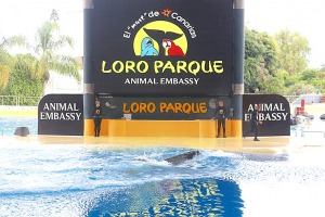 Travelnews.lv apmeklē roņu un zobenvaļu priekšnesumus Tenerifes zooloģiskajā dārzā «Loro Parque». Sadarbībā ar Tez Tour un airBaltic 1