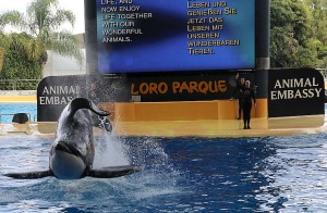 Travelnews.lv apmeklē roņu un zobenvaļu priekšnesumus Tenerifes zooloģiskajā dārzā «Loro Parque». Sadarbībā ar Tez Tour un airBaltic 11