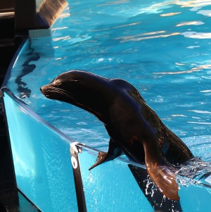 Travelnews.lv apmeklē roņu un zobenvaļu priekšnesumus Tenerifes zooloģiskajā dārzā «Loro Parque». Sadarbībā ar Tez Tour un airBaltic 18