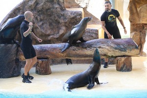 Travelnews.lv apmeklē roņu un zobenvaļu priekšnesumus Tenerifes zooloģiskajā dārzā «Loro Parque». Sadarbībā ar Tez Tour un airBaltic 23
