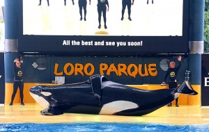 Travelnews.lv apmeklē roņu un zobenvaļu priekšnesumus Tenerifes zooloģiskajā dārzā «Loro Parque». Sadarbībā ar Tez Tour un airBaltic 6