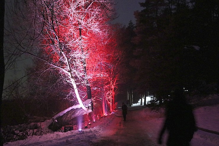 Latvijas Etnogrāfiskajā brīvdabas muzejā atklāts muzikāls «Ziemas gaismas dārzs» 330185