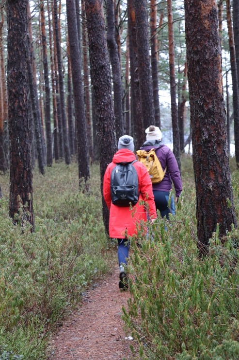 Travelnews.lv iziet 24 km pārgājienu Piejūras dabas parkā gar Gauju, Garezeru, Lilasti un Dzirnezeru 333064