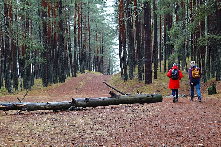 Travelnews.lv iziet 24 km pārgājienu Piejūras dabas parkā gar Gauju, Garezeru, Lilasti un Dzirnezeru 333073