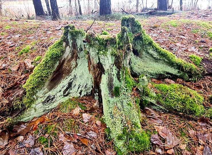 Piejūras dabas parks piedāvā aizraujošus foto momentus 24 km pārgājienā 333112