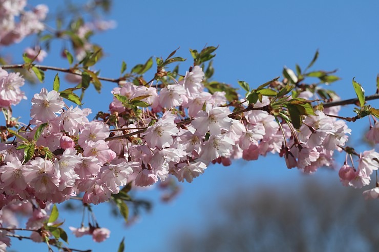 Pārdaugavā, viesnīcas «Bellevue Park Hotel Riga» parka tuvumā, sāk ziedēt sakuras 335311