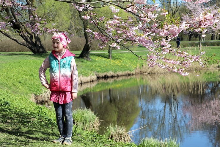 Pārdaugavā, viesnīcas «Bellevue Park Hotel Riga» parka tuvumā, sāk ziedēt sakuras 335323