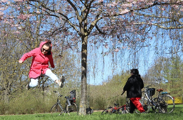 Pārdaugavā, viesnīcas «Bellevue Park Hotel Riga» parka tuvumā, sāk ziedēt sakuras 335325