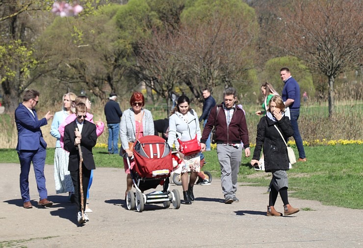 Pārdaugavā, viesnīcas «Bellevue Park Hotel Riga» parka tuvumā, sāk ziedēt sakuras 335327