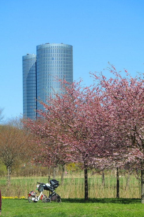 Pārdaugavā, viesnīcas «Bellevue Park Hotel Riga» parka tuvumā, sāk ziedēt sakuras 335331