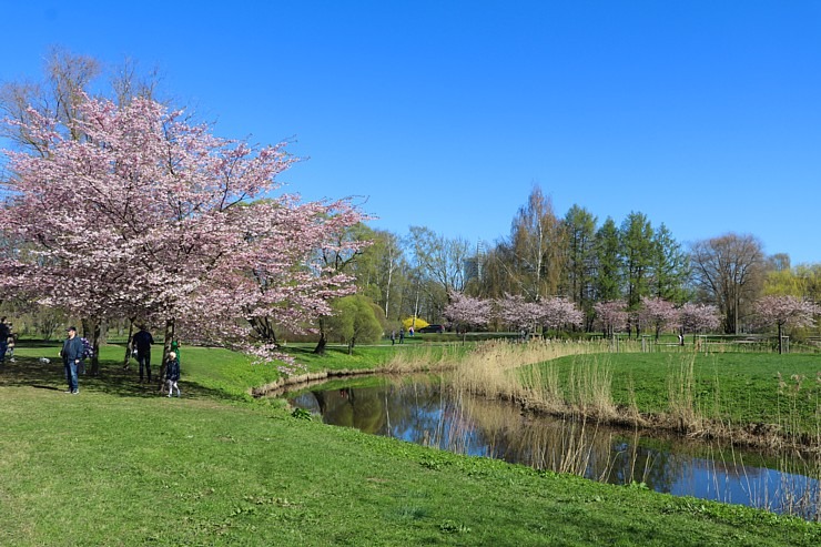 Pārdaugavā, viesnīcas «Bellevue Park Hotel Riga» parka tuvumā, sāk ziedēt sakuras 335315