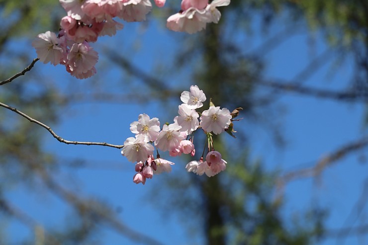 Pārdaugavā, viesnīcas «Bellevue Park Hotel Riga» parka tuvumā, sāk ziedēt sakuras 335316