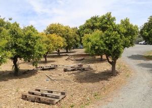 Travelnews.lv apmeklē ēzeļu fermu «Agroktima Agios Georgios» Kiprā 18