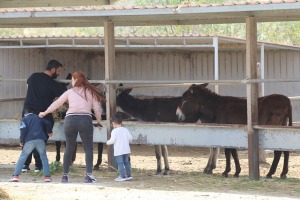 Travelnews.lv apmeklē ēzeļu fermu «Agroktima Agios Georgios» Kiprā 8