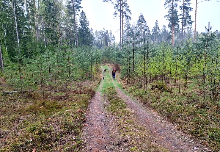 Ludzas novadā Travelnews.lv kopā ar krančiem pievar 33 km pārgājienu Vecslabadā 335802