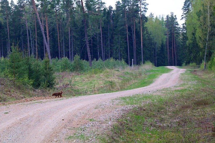 Ludzas novadā Travelnews.lv kopā ar krančiem pievar 33 km pārgājienu Vecslabadā 335805