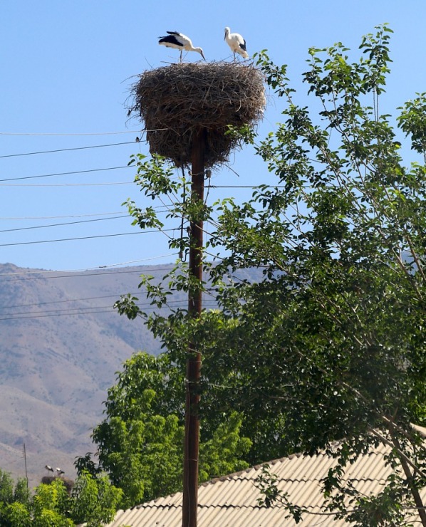 Travelnews.lv Armēnijā apmeklē ciemu Surenavan, kur gandrīz katra staba galā ir stārķu ligzda. Sadarbībā ar airBaltic 341430