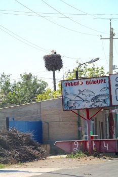 Travelnews.lv Armēnijā apmeklē ciemu Surenavan, kur gandrīz katra staba galā ir stārķu ligzda. Sadarbībā ar airBaltic 10
