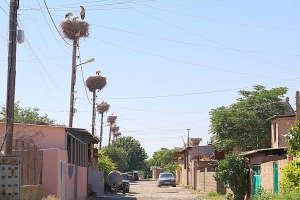 Travelnews.lv Armēnijā apmeklē ciemu Surenavan, kur gandrīz katra staba galā ir stārķu ligzda. Sadarbībā ar airBaltic 1