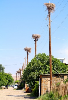 Travelnews.lv Armēnijā apmeklē ciemu Surenavan, kur gandrīz katra staba galā ir stārķu ligzda. Sadarbībā ar airBaltic 7