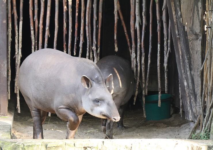 Travelnews.lv redakcija vakarpusē apmeklē Rīgas Nacionālo zooloģisko dārzu 342674