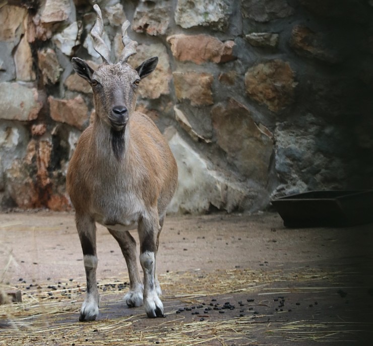 Travelnews.lv redakcija vakarpusē apmeklē Rīgas Nacionālo zooloģisko dārzu 342681