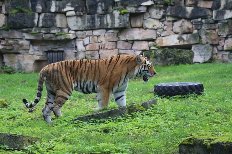 Travelnews.lv redakcija vakarpusē apmeklē Rīgas Nacionālo zooloģisko dārzu 342661