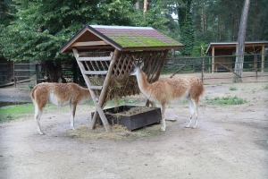 Rīgas Nacionālais zooloģiskais dārzs vienmēr ir laba izvēle izzinošai aktivitātei 7