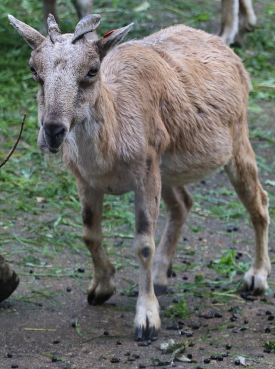 Travelnews.lv iesaka apmeklēt Rīgas Nacionālo zooloģisko dārzu izziņai un pastaigai 343578