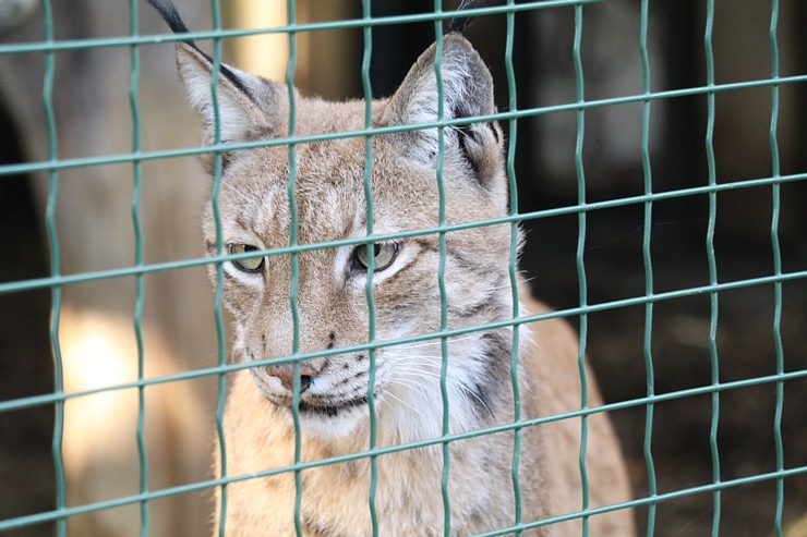 Travelnews.lv iesaka apmeklēt Rīgas Nacionālo zooloģisko dārzu izziņai un pastaigai 343584