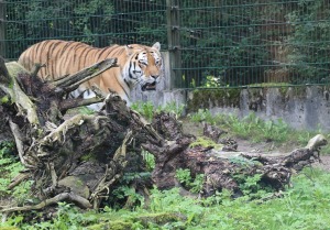 Travelnews.lv iesaka apmeklēt Rīgas Nacionālo zooloģisko dārzu izziņai un pastaigai 4