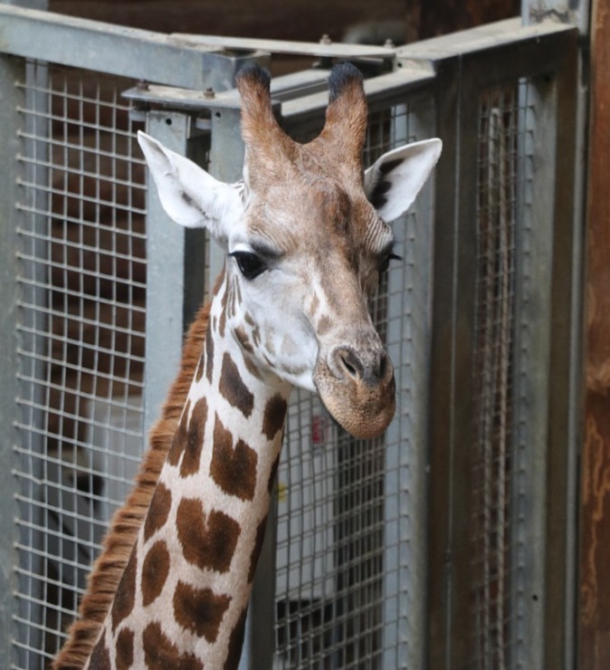 Rīgas Nacionālais zooloģiskais dārzs aicina uz izzinošu pastaigu un izklaidi 343835
