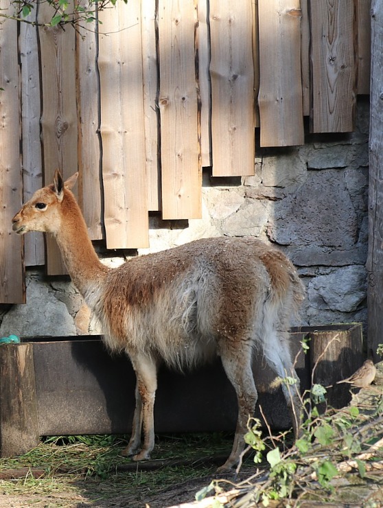 Rīgas Nacionālais zooloģiskais dārzs aicina uz izzinošu pastaigu un izklaidi 343841