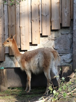 Rīgas Nacionālais zooloģiskais dārzs aicina uz izzinošu pastaigu un izklaidi 9
