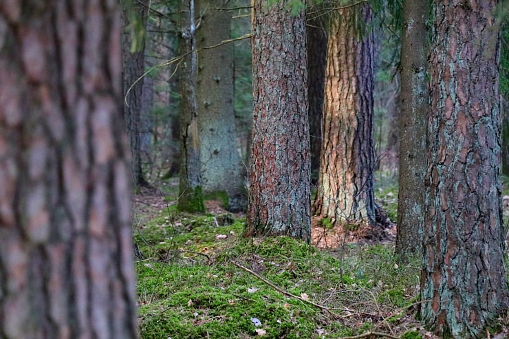 Travelnews.lv dodas 20 km pārgājienā Ozolnieku apkaimē Jelgavas novadā 351050