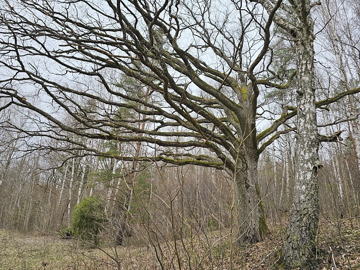 25 km pārgājiens Kandavas apkārtnē ļauj iepazīt pilsētu, Čužu purvu un Abavas senleju 352110